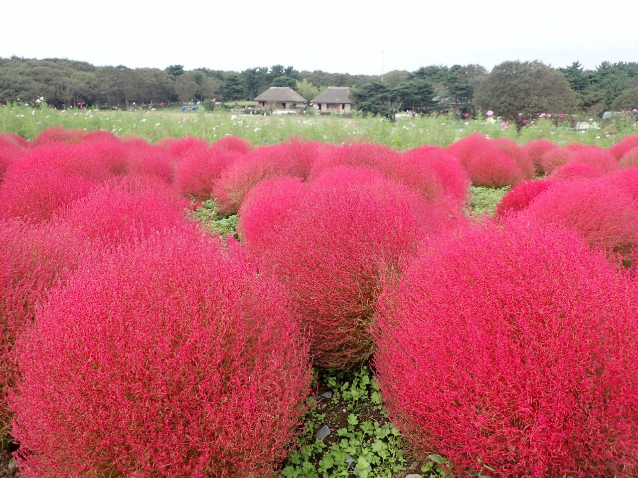 もふもふモコモコ ピンクコキア ひたち海浜公園 ひたちなか 茨城県 の旅行記 ブログ By Azさん フォートラベル