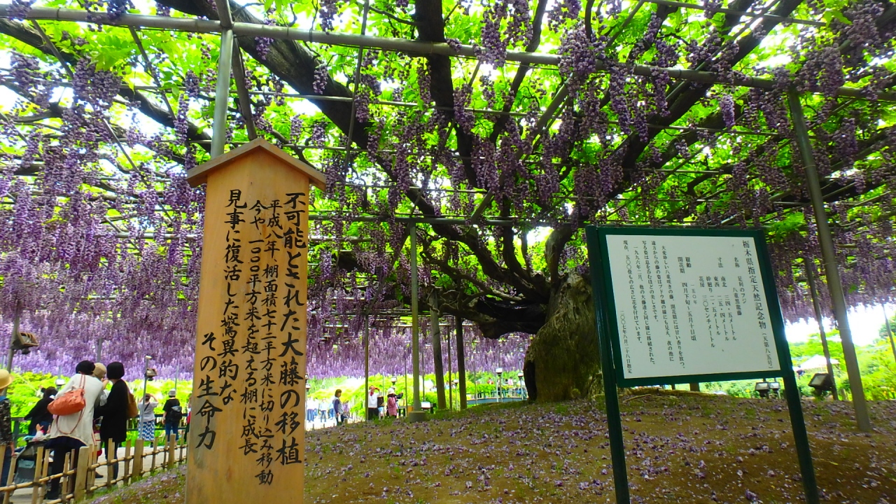 栃木観光 足利フラワーパーク 織姫神社 宇都宮 那須塩原 By車 足利 栃木県 の旅行記 ブログ By ころさん フォートラベル