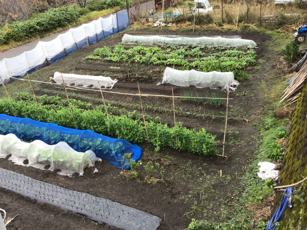 あーちゃん家庭菜園 秋の野菜編 大隅半島 鹿屋 垂水 志布志 肝属 鹿児島県 の旅行記 ブログ By あーちゃんさん フォートラベル