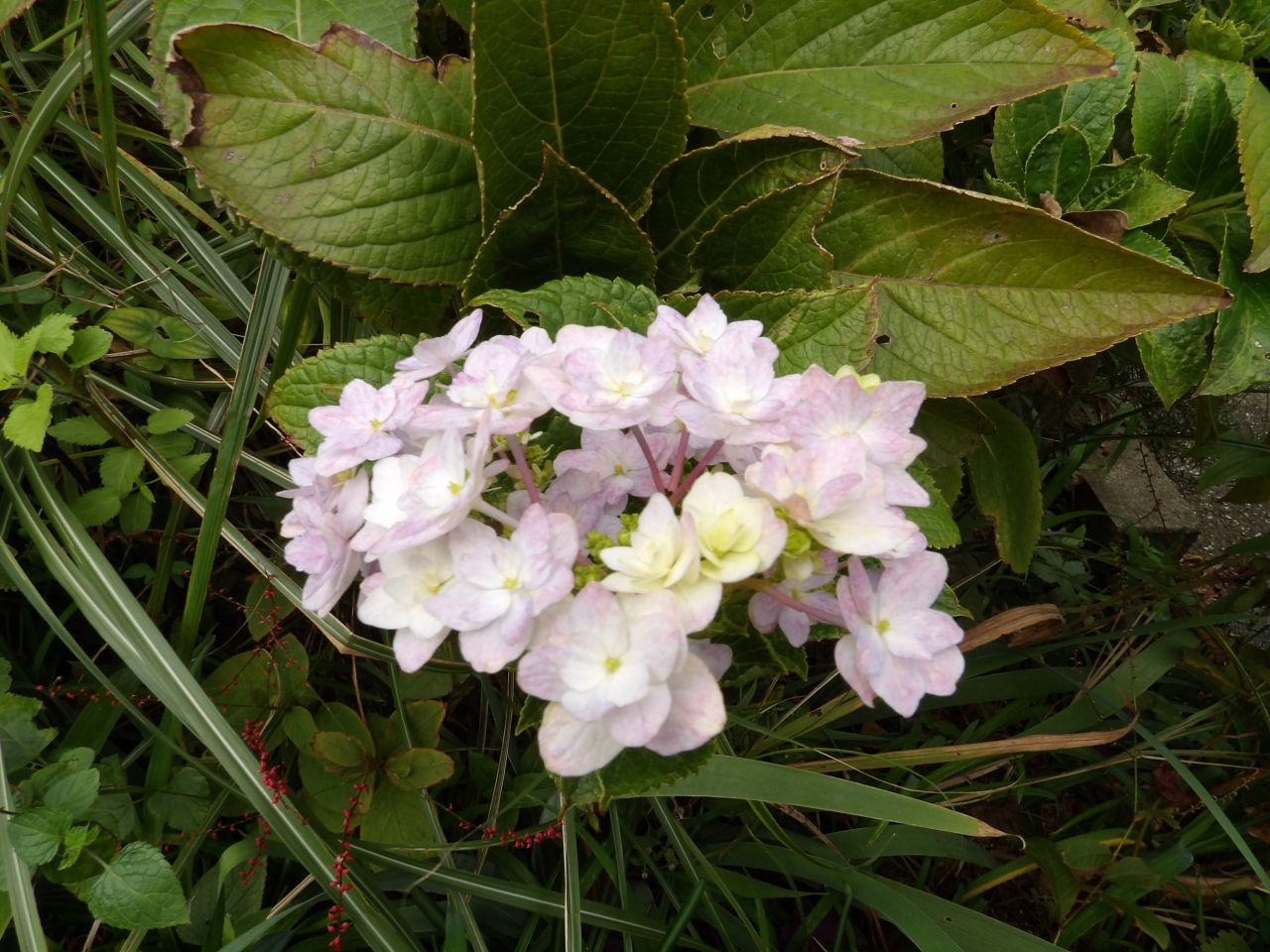 秋に咲く紫陽花 18年 戸塚 いずみ野 港南台 神奈川県 の旅行記 ブログ By ドクターキムルさん フォートラベル