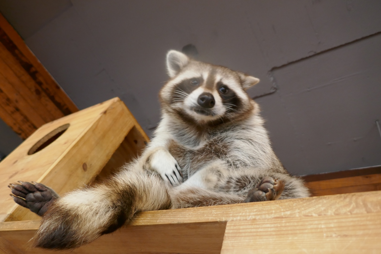 一泊二日で釜山アライグマカフェ 甘川文化村 1 釜山 韓国 の旅行記 ブログ By Suさん フォートラベル