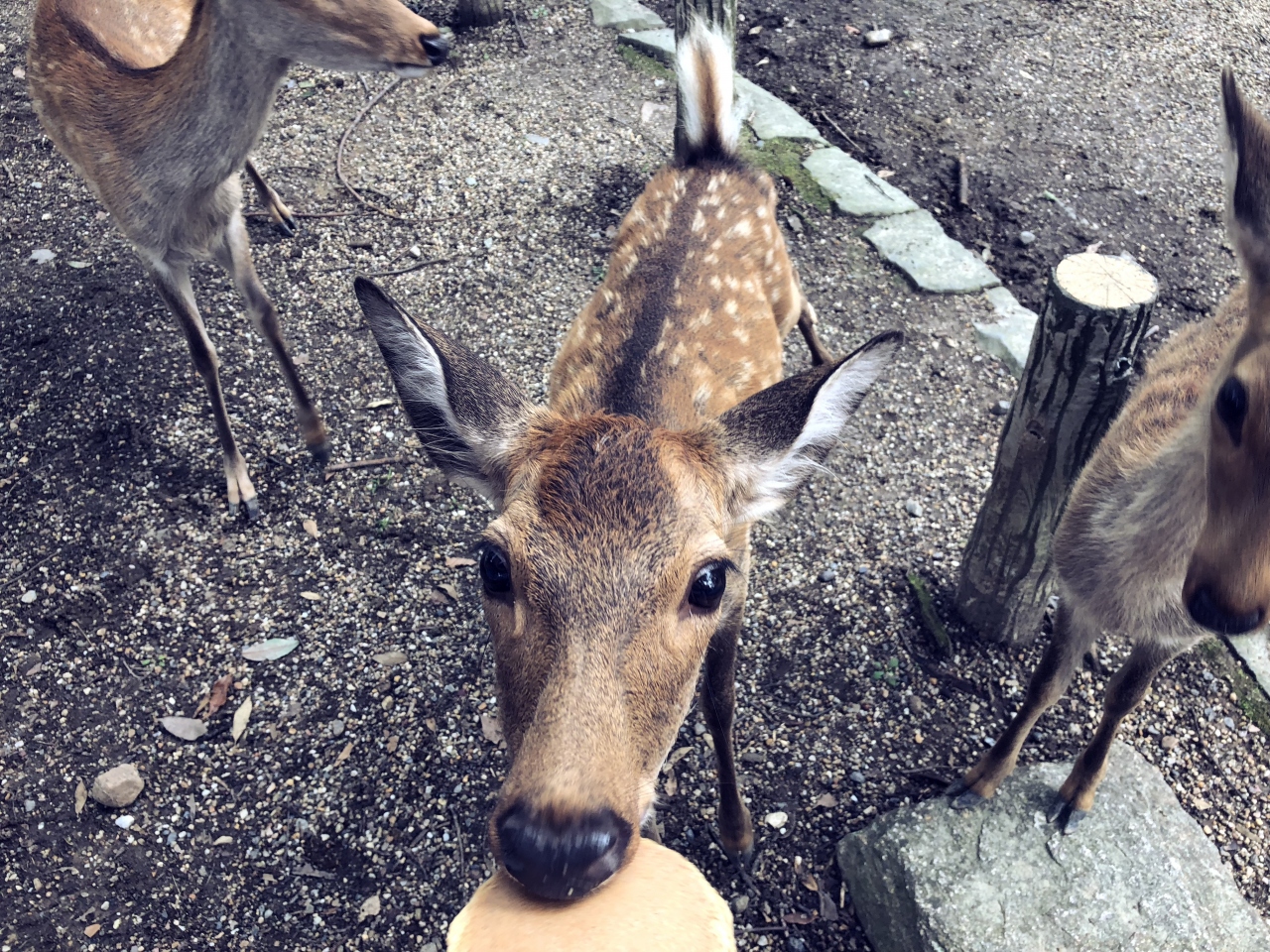 子連れ日帰り 奈良公園 彩華ラーメン 大仏プリン 奈良市 奈良県 の旅行記 ブログ By めぇさん フォートラベル 子連れ日帰り 奈良公園 彩華ラーメン 大仏プリン 奈良市 奈良県 の旅行記 ブログ By めぇさん フォートラベル
