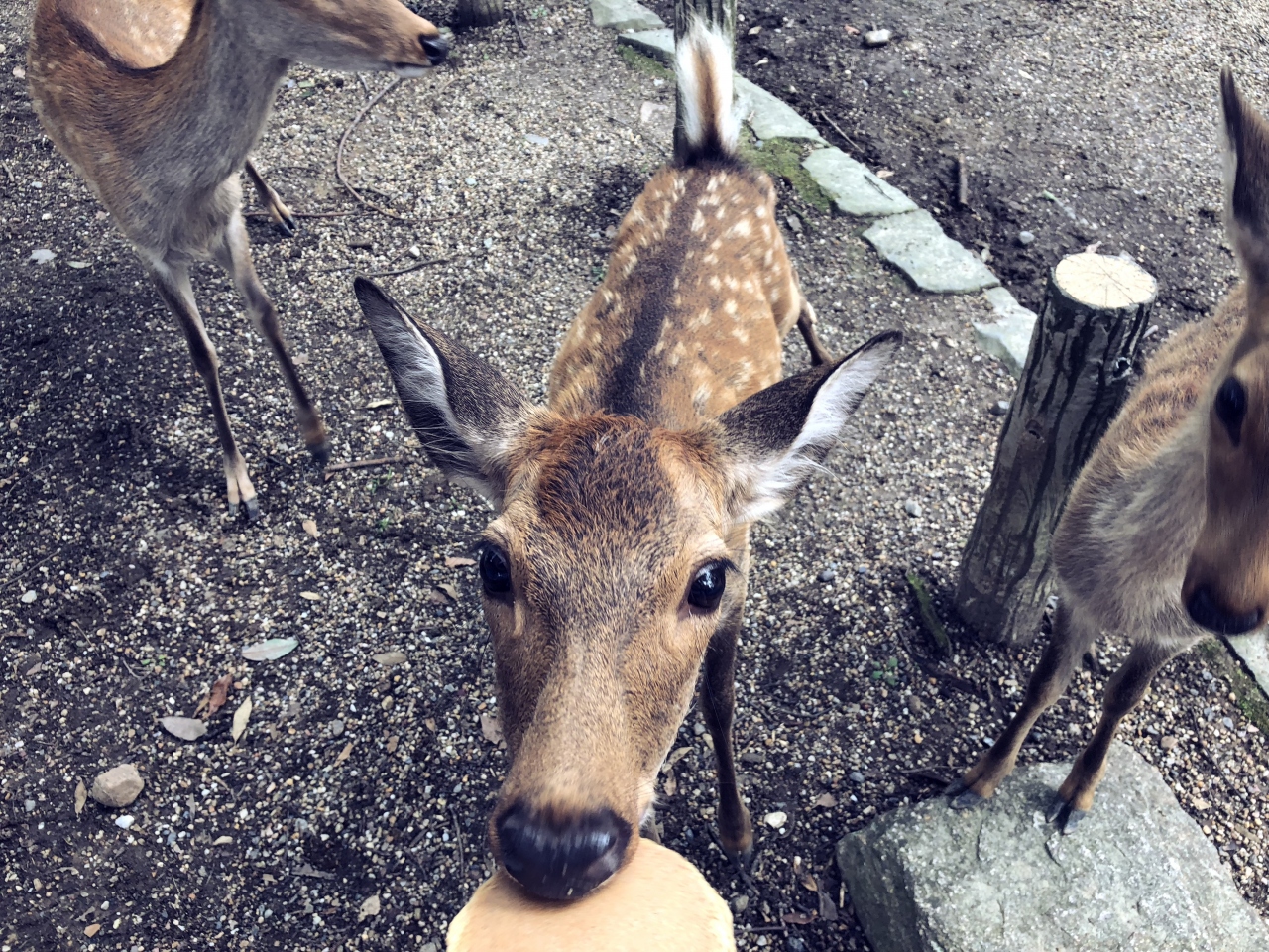 子連れ日帰り 奈良公園 彩華ラーメン 大仏プリン 奈良市 奈良県 の旅行記 ブログ By めぇさん フォートラベル