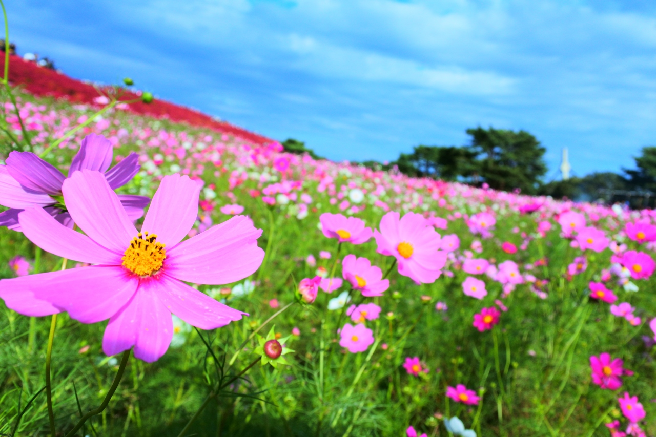 ひたち海浜公園 コキア コスモスの美しさに嫉妬した件 ひたちなか 茨城県 の旅行記 ブログ By うまるちゃんさん フォートラベル ひたち海浜公園 コキア コスモスの美しさに嫉妬した件 ひたちなか 茨城県 の旅行記 ブログ By うまるちゃんさん フォートラベル