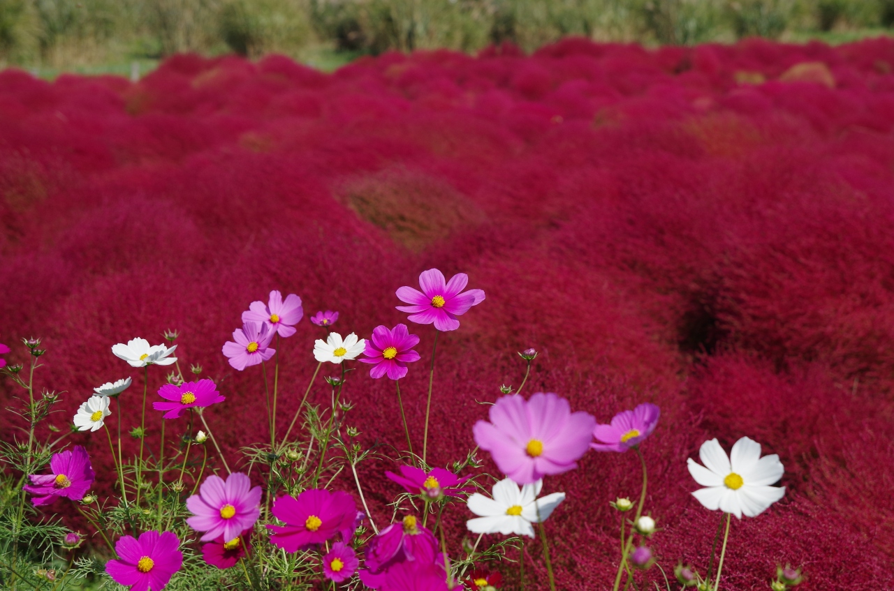 18年10月 コキアを見にひたち海浜公園へ その1 ひたちなか 茨城県 の旅行記 ブログ By エビエビさん フォートラベル