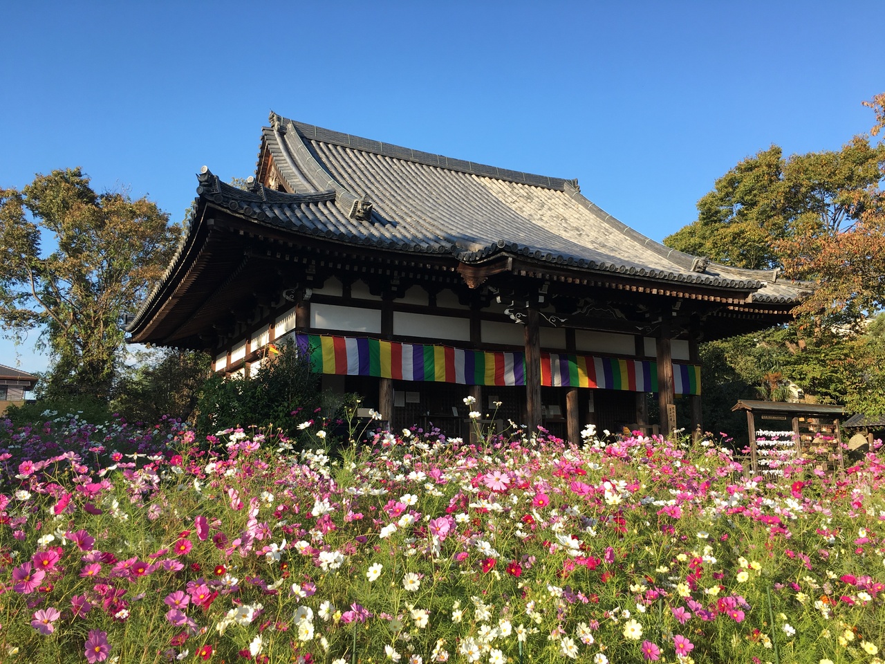 18年10月 奈良きたまち散歩 般若寺のコスモス 奈良市 奈良県 の旅行記 ブログ By Tokinoさん フォートラベル