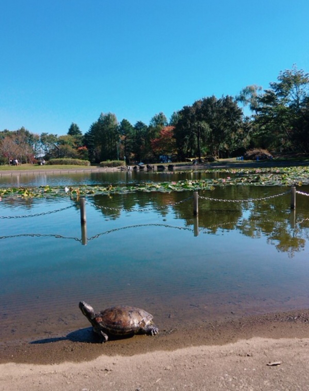 ジョンソンタウン 彩の森入間公園でウォーキング 狭山 入間 埼玉県 の旅行記 ブログ By Gizumin23さん フォートラベル ジョンソンタウン 彩の森入間公園でウォーキング 狭山 入間 埼玉県 の旅行記 ブログ By Gizumin23さん フォートラベル