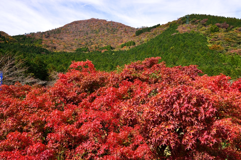 鶴見岳の紅葉 18 別府温泉 大分県 の旅行記 ブログ By 気まぐれなデジカメ館さん フォートラベル 鶴見岳の紅葉 18 別府温泉 大分県 の旅行記 ブログ By 気まぐれなデジカメ館さん フォートラベル