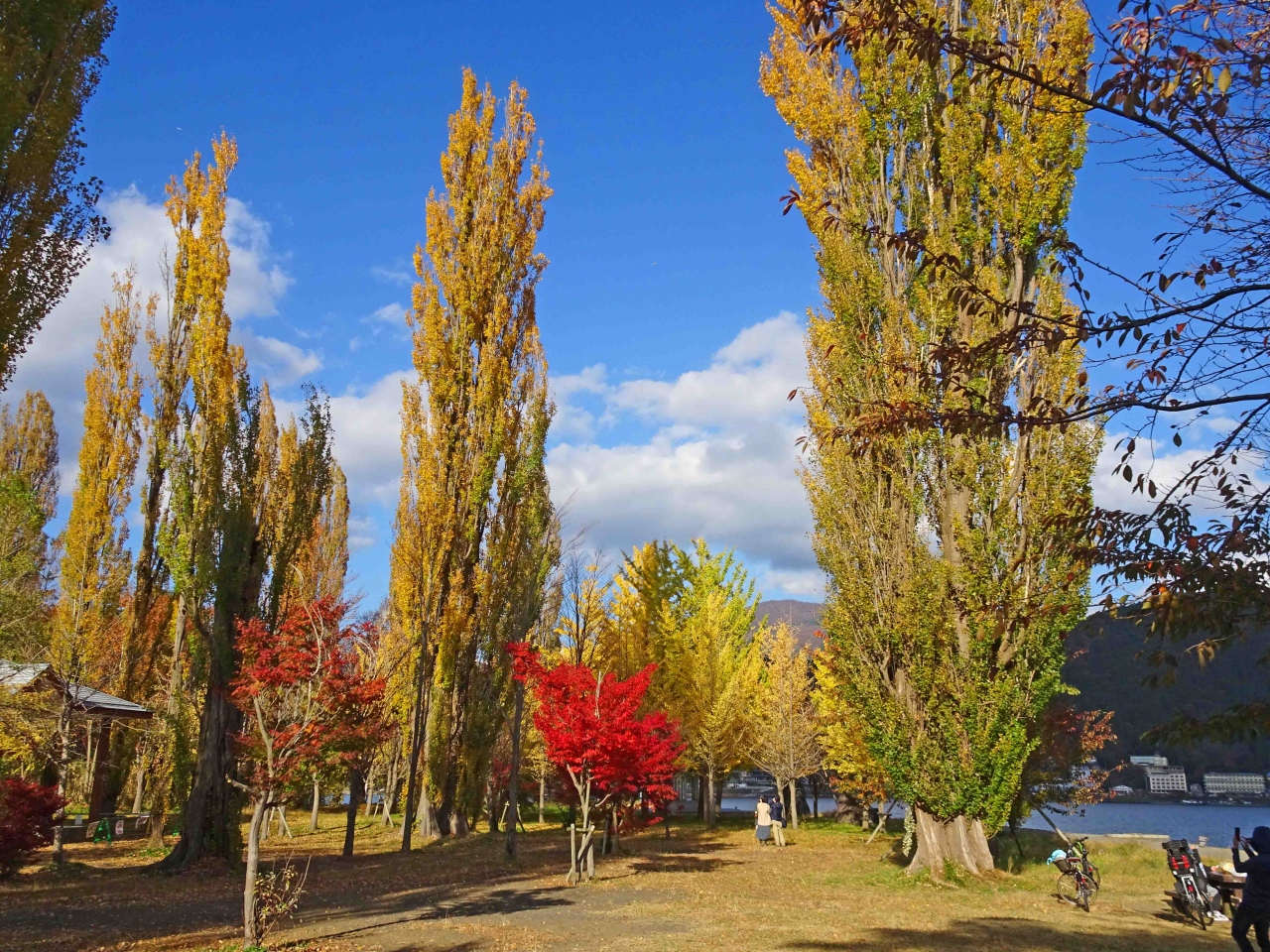 河口湖 大池公園のポプラ 富士五湖 山梨県 の旅行記 ブログ By Kちゃんさん フォートラベル