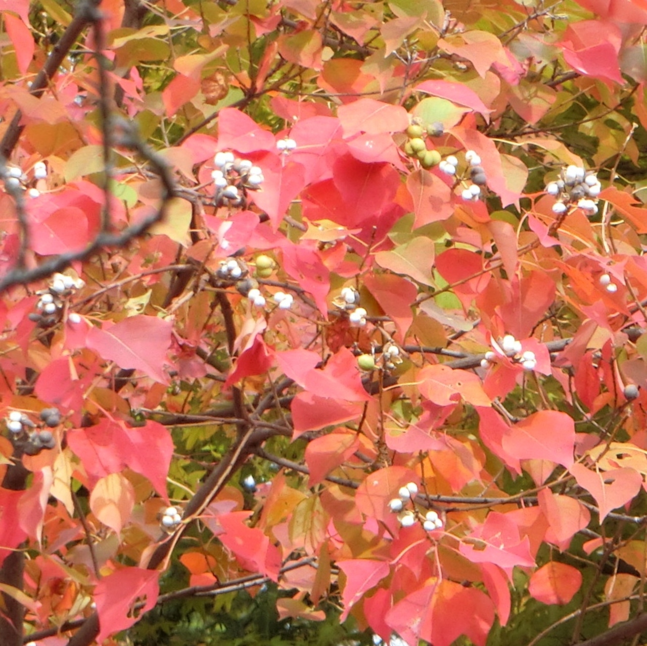 倉敷美観地区の紅葉は美しい 倉敷 岡山県 の旅行記 ブログ By 黒いさくらさん フォートラベル 倉敷美観地区の紅葉は美しい 倉敷 岡山県 の旅行記 ブログ By 黒いさくらさん フォートラベル