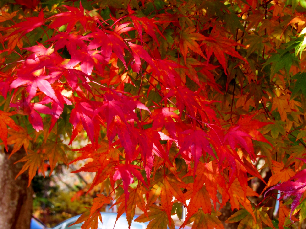 18年秋栃木県 塩原温泉 の鮮やかな紅葉に癒されてきました 塩原温泉郷 栃木県 の旅行記 ブログ By ごまさん フォートラベル