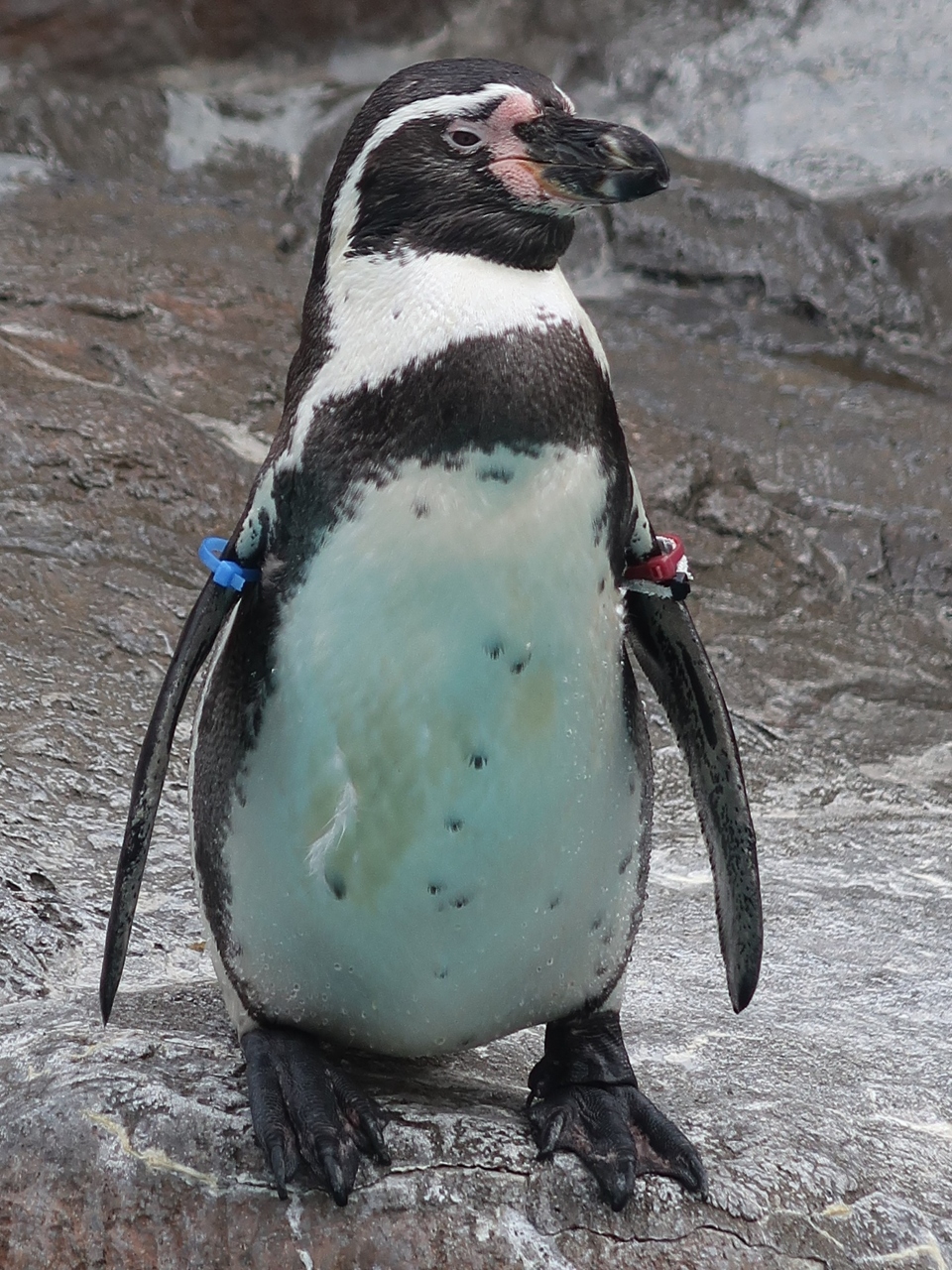 アクアワールド大洗 8 フンボルトペンギン 屋外と水中で観察 アザラシも遊泳して 大洗 茨城県 の旅行記 ブログ By マキタン２さん フォートラベル