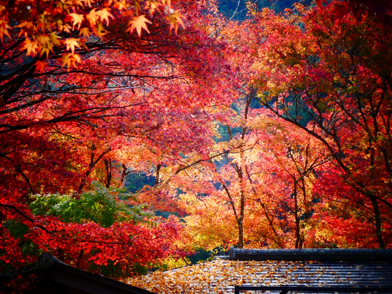 サクラ ともみじ の共演のはずが ゞ 香嵐渓 白鷺温泉 笹戸温泉 愛知県 の旅行記 ブログ By ありすさん フォートラベル