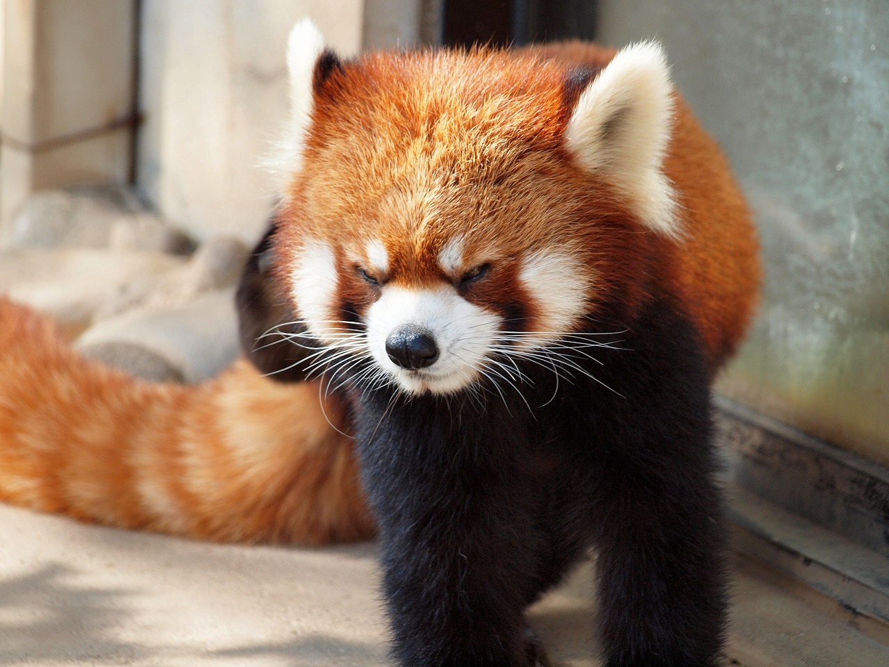 武生に来たらボルガライス カフェド伊万里でボルガライス 西山動物園でかわいいレッサーパンダに癒される旅 武生 鯖江 福井県 の旅行記 ブログ By ４人目のふーさん フォートラベル