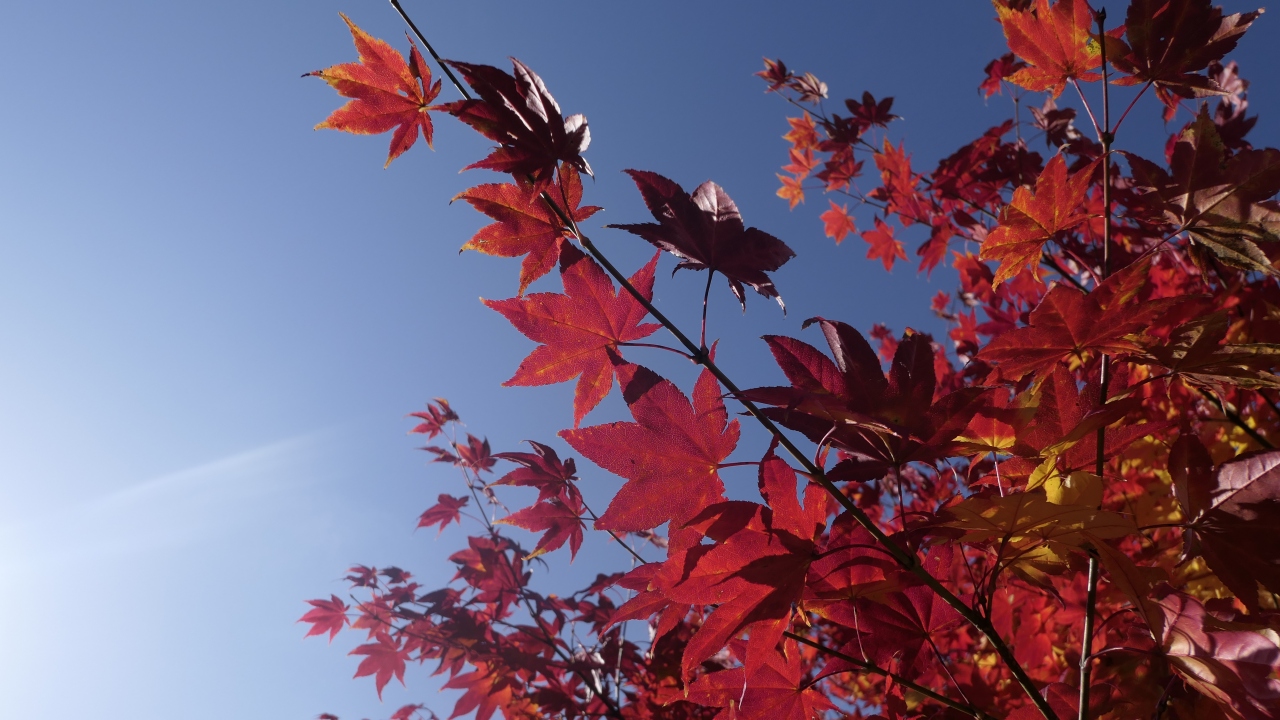 定山渓温泉 北海道 札幌 2日目紅葉 定山渓温泉月見橋付近 定山渓温泉 北海道 の旅行記 ブログ By だいちゃんさん フォートラベル
