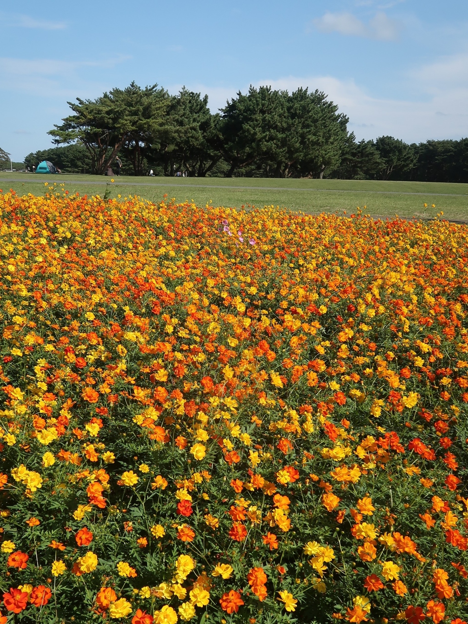 ひたち海浜公園 6 大草原あたり キバナコスモス サイクリング 休憩はグラスハウスで ひたちなか 茨城県 の旅行記 ブログ By マキタン2さん フォートラベル ひたち海浜公園 6 大草原あたり キバナコスモス サイクリング 休憩はグラスハウスで ひたちなか 茨城県 の旅行記 ブログ By マキタン2さん フォートラベル
