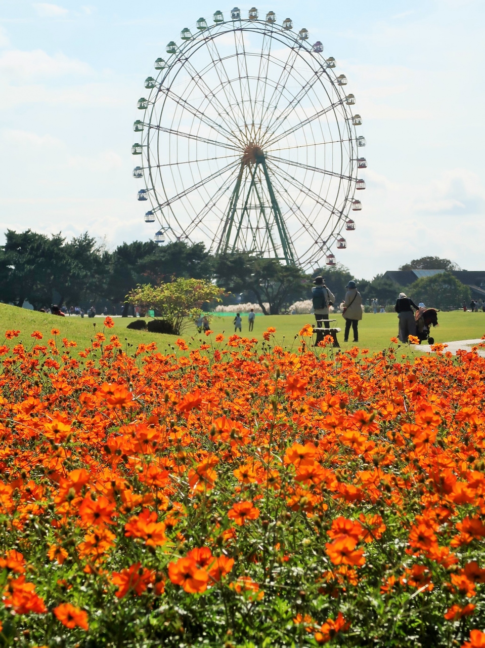 ひたち海浜公園 7 大草原フラワーガーデン 花ざかり コスモス品種いろいろ バラも ひたちなか 茨城県 の旅行記 ブログ By マキタン2さん フォートラベル ひたち海浜公園 7 大草原フラワーガーデン 花ざかり コスモス品種いろいろ バラも ひたちなか 茨城県 の旅行記 ブログ By マキタン2さん フォートラベル