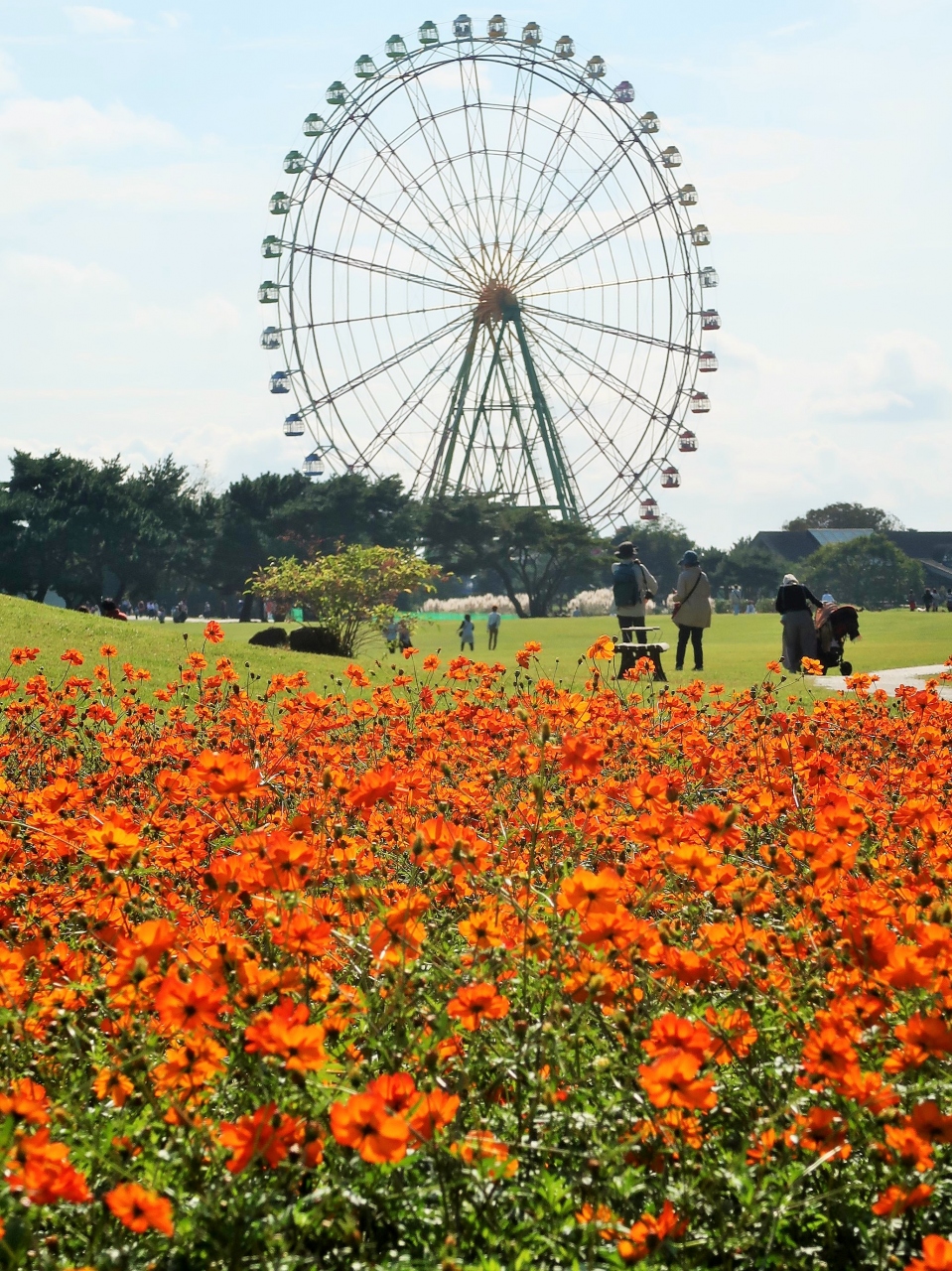 ひたち海浜公園 7 大草原フラワーガーデン 花ざかり コスモス品種いろいろ バラも ひたちなか 茨城県 の旅行記 ブログ By マキタン２さん フォートラベル