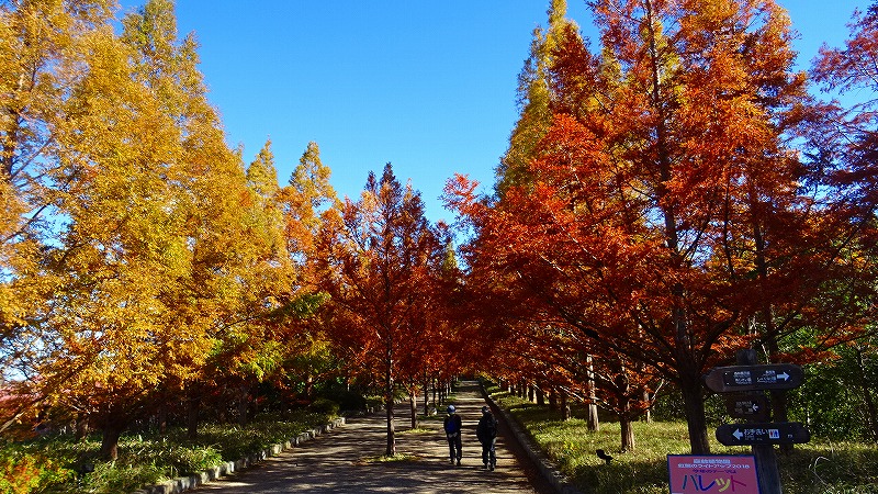 神戸市立森林植物園の紅葉 森林展示館の内部の見学 六甲山 摩耶山周辺 兵庫県 の旅行記 ブログ By Hn11さん フォートラベル