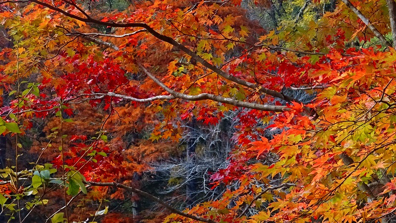 神戸市立森林植物園の紅葉 園内の紅葉 上巻 六甲山 摩耶山周辺 兵庫県 の旅行記 ブログ By Hn11さん フォートラベル