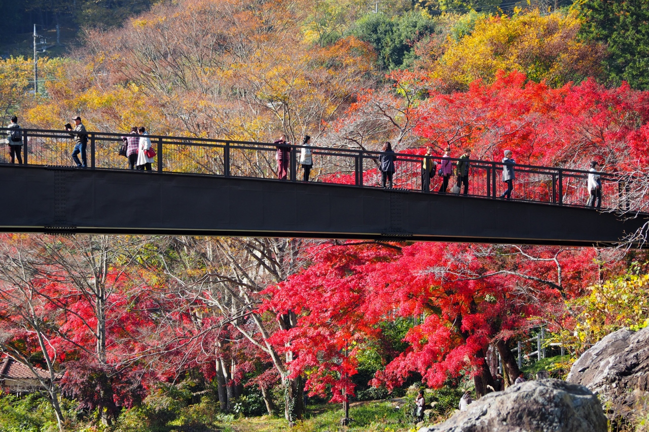 駅近の大自然 紅葉の御岳渓谷 青梅 東京 の旅行記 ブログ By Momotaさん フォートラベル