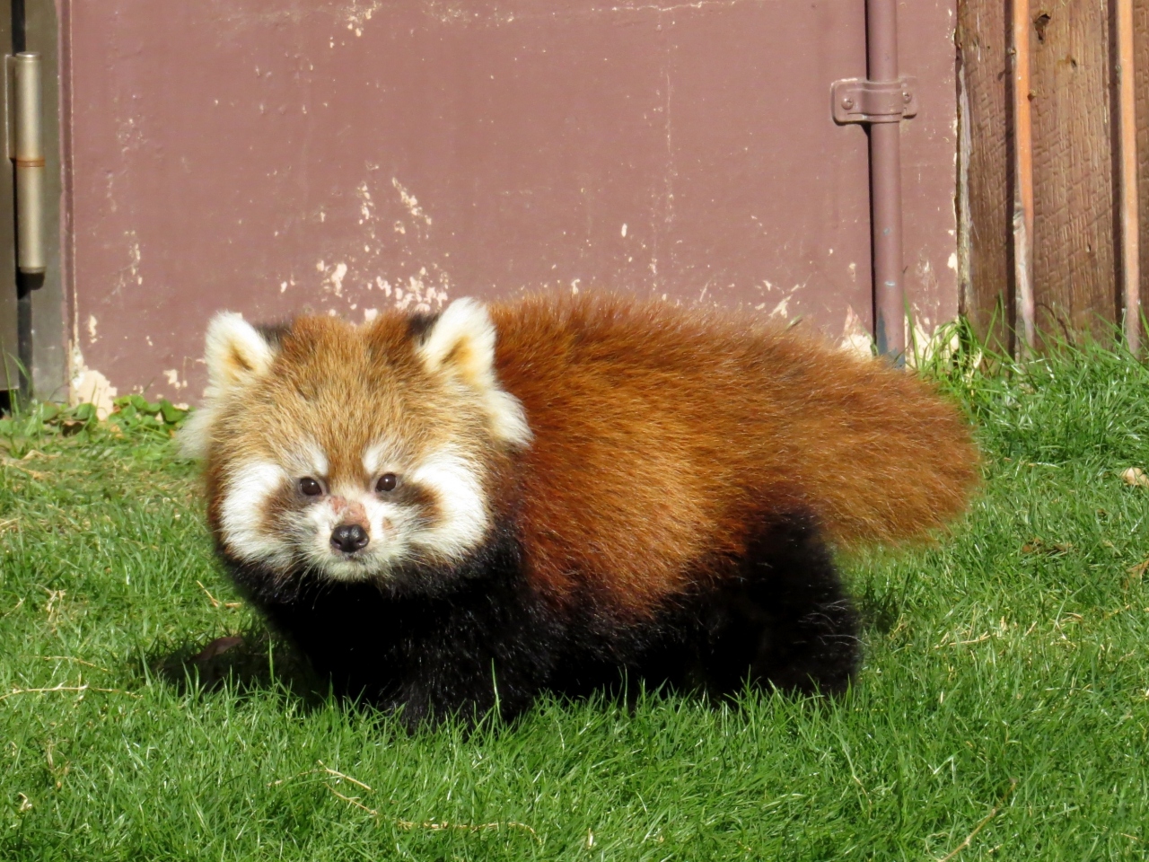 秋のレッサーパンダ紀行 ９ 南紀白浜アドベンチャーワールド なぜだか后ちゃん似 笑 のライラちゃんの四男君展示場デビュー そして 母子に間違えられた 苦笑 マルル君 后ちゃんの同居開始 南紀白浜 和歌山県 の旅行記 ブログ By Jilllucaさん フォー