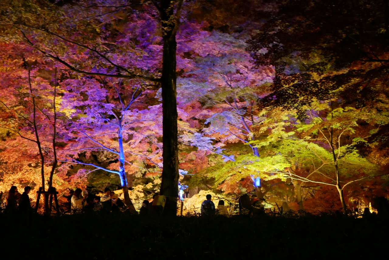 愛犬と一緒に紅葉見ナイト 国営武蔵丘陵森林公園 紅葉狩り イルミネーション 熊谷 埼玉県 の旅行記 ブログ By Kochizuさん フォートラベル