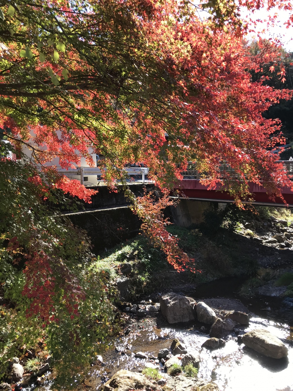 19年11月 秋の紅葉もとめてドライブ 静岡と飯能 飯能 埼玉県 の旅行記 ブログ By ことりsweetさん フォートラベル