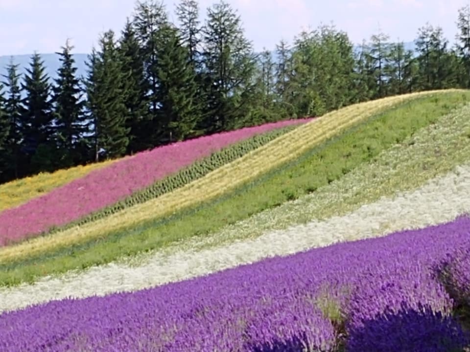 世界自然遺産 知床 とラベンダー畑 富良野 北海道 の旅行記 ブログ By Belle Mamanさん フォートラベル