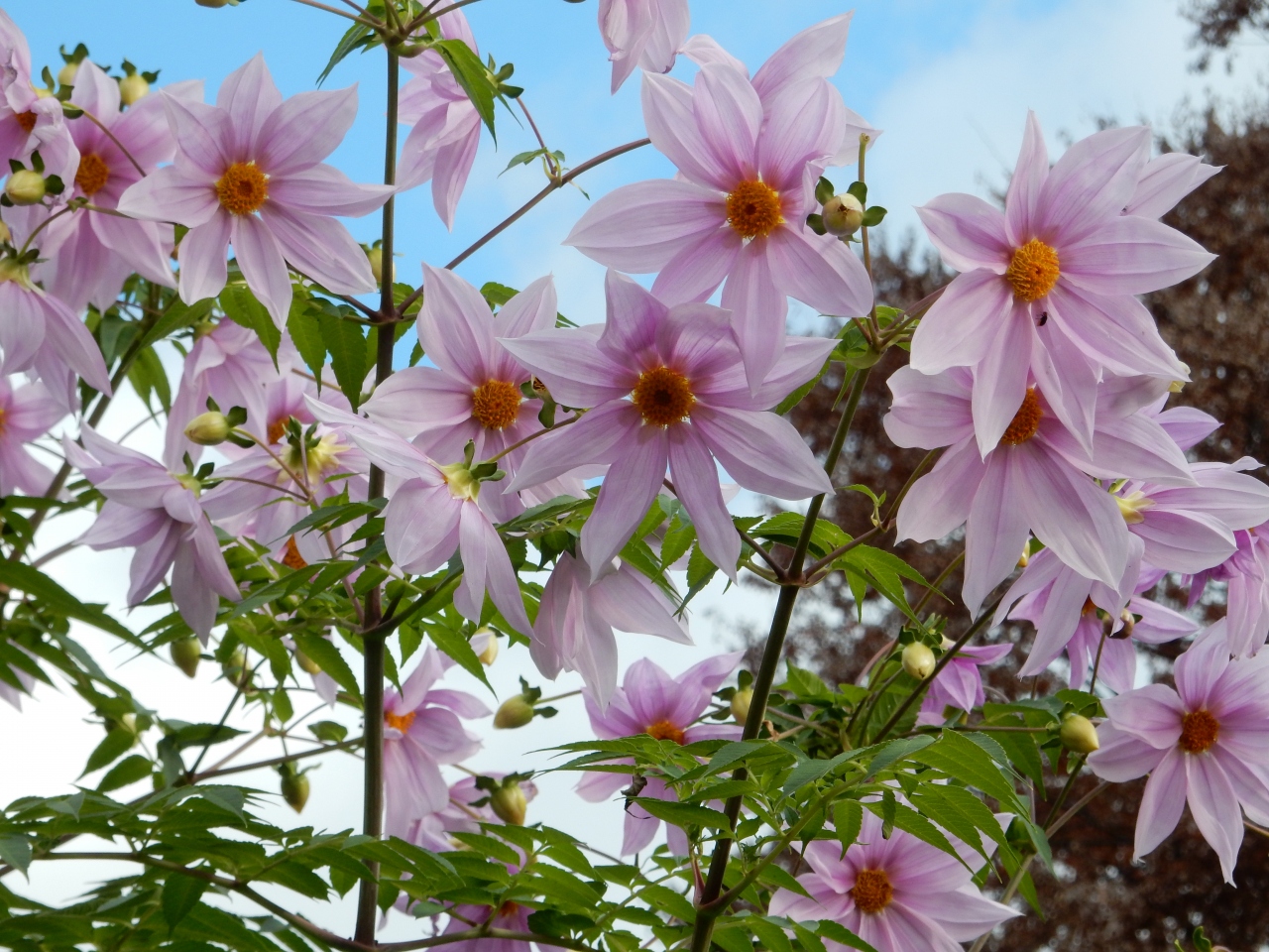 皇帝ダリアとバラが青空に映えて 代々木公園 原宿 東京 の旅行記 ブログ By Ktoku3さん フォートラベル