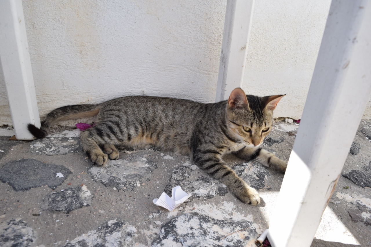 サントリーニ島 結婚式と新婚旅行の記録 犬 猫編 サントリーニ島 ギリシャ の旅行記 ブログ By Gregregreeceさん フォートラベル