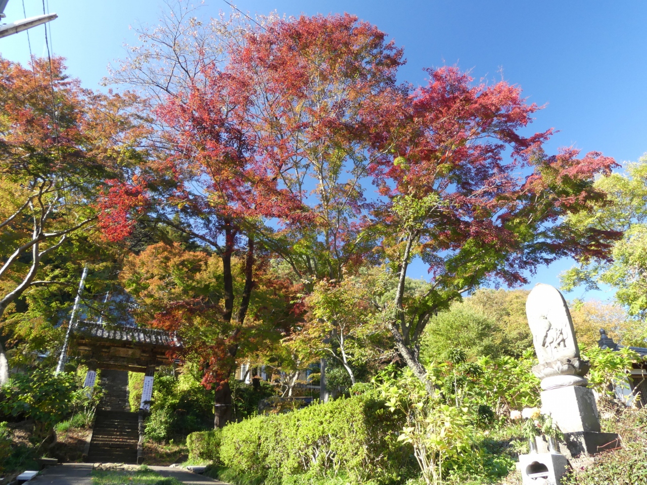 玉厳寺の紅葉 18 紅葉は始まっていますが まだ2割くらいです 群馬県 太田市 太田 群馬県 の旅行記 ブログ By Minamicazeさん フォートラベル 玉厳寺の紅葉 18 紅葉は始まっていますが まだ2割くらいです 群馬県 太田市 太田 群馬県 の旅行記 ブログ By Minamicazeさん フォートラベル