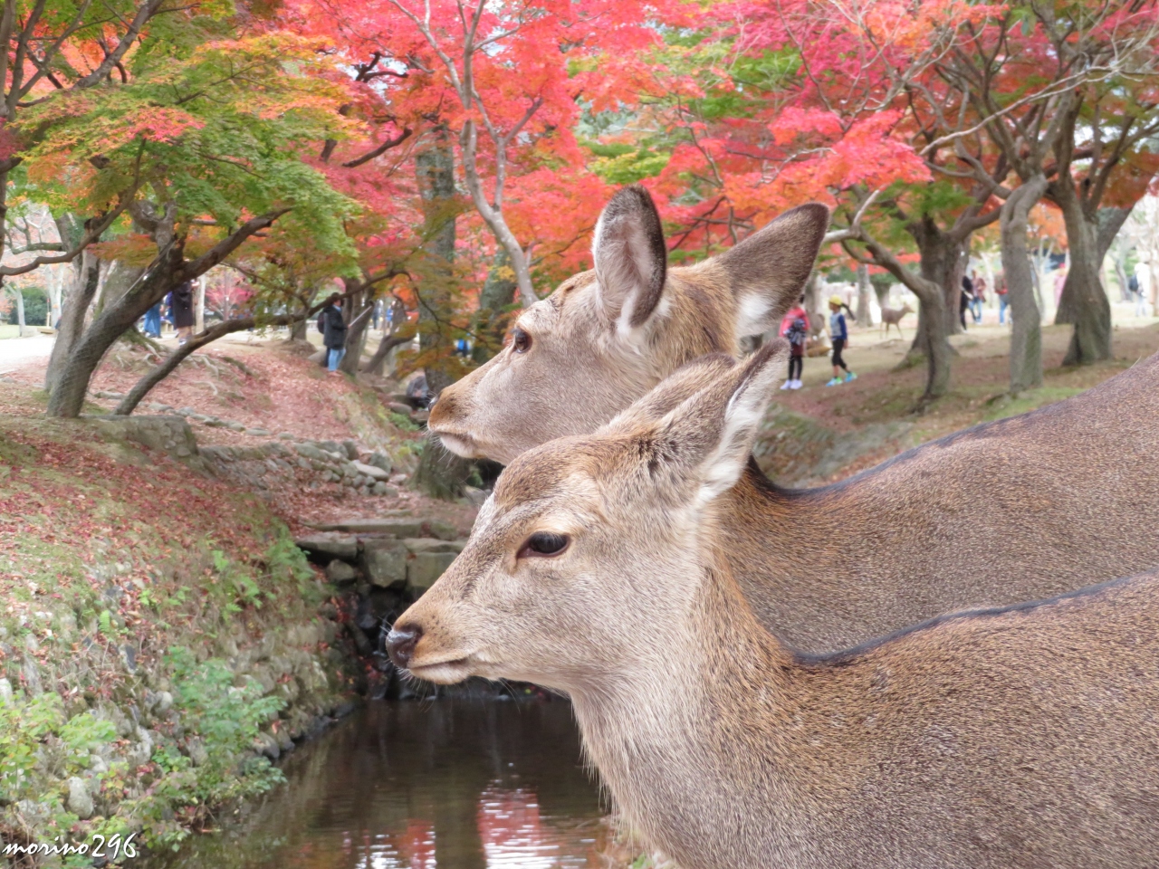 18秋 そうだ 関西へ行こう ３ 紅葉狩り 奈良公園 奈良市 奈良県 の旅行記 ブログ By Morino296さん フォートラベル