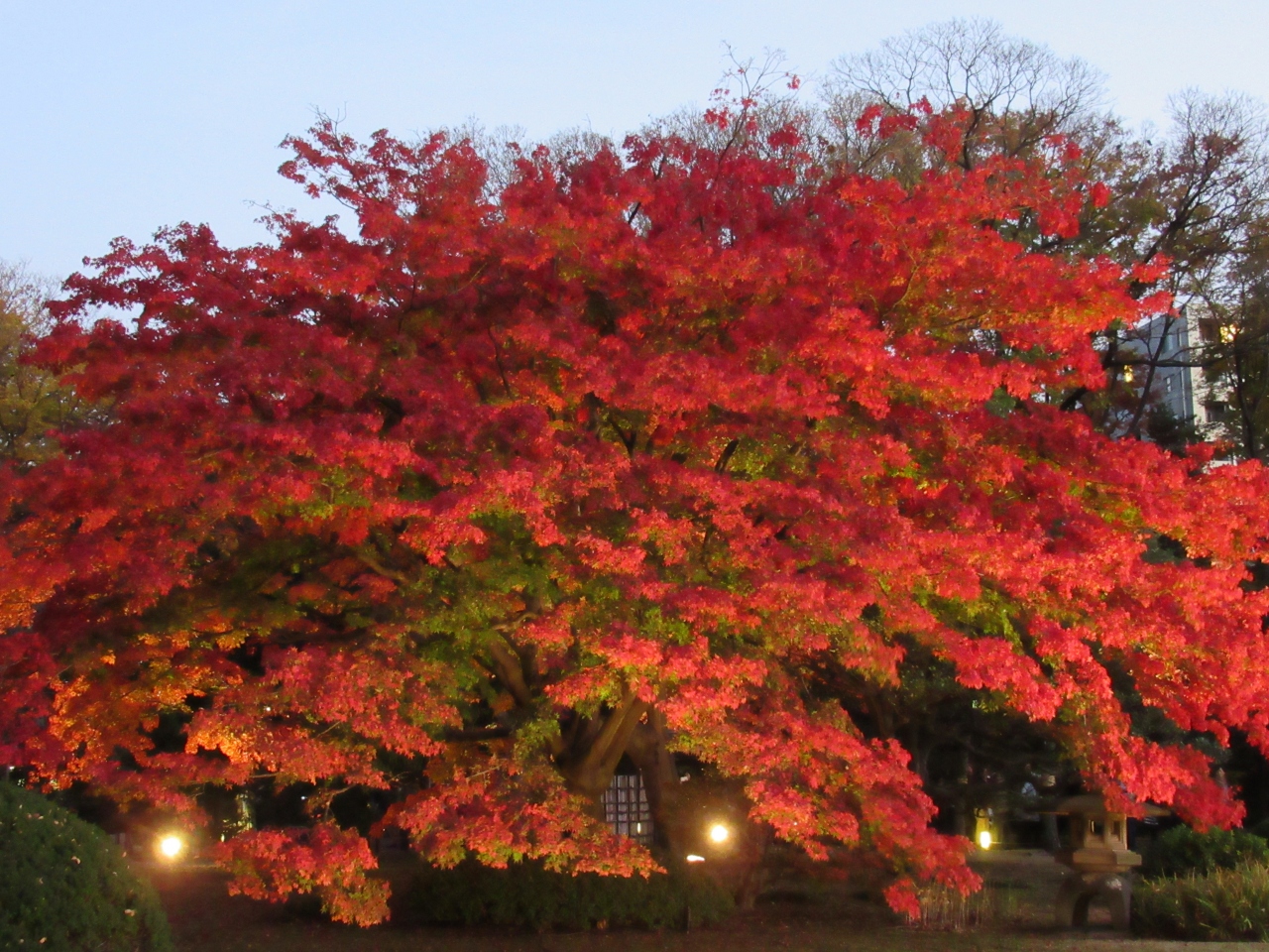 都内の紅葉名所散歩と早大見学 その４ 六義園の紅葉 昼と夜 18 12 1 大塚 巣鴨 駒込 東京 の旅行記 ブログ By 実結樹さん フォートラベル