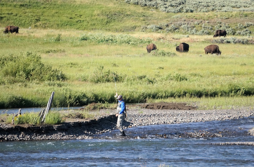 イエローストーン国立公園でフィッシング ラマー川でバイソンと釣り編 Fishing With Bison In Lamar River Yellowstone National Park イエローストーン国立公園周辺 アメリカ の旅行記 ブログ By Kanataさん フォートラベル イエローストーン国立公園でフィッシング ラマー川でバイソンと釣り編 Fishing With Bison In Lamar River Yellowstone National Park イエローストーン国立公園周辺 アメリカ の旅行記 ブログ By Kanataさん フォートラベル