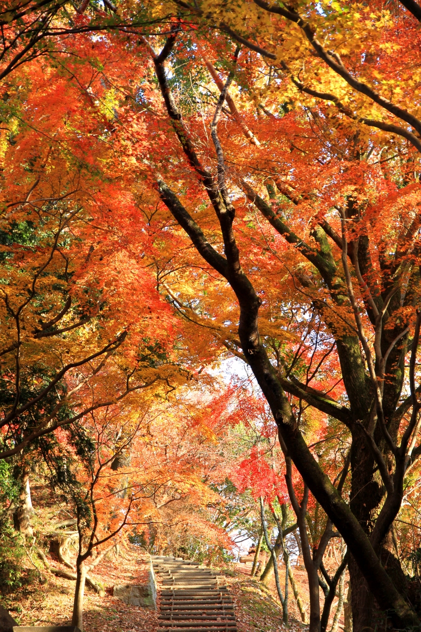 延命寺の紅葉 河内長野 大阪 の旅行記 ブログ By きよさん フォートラベル