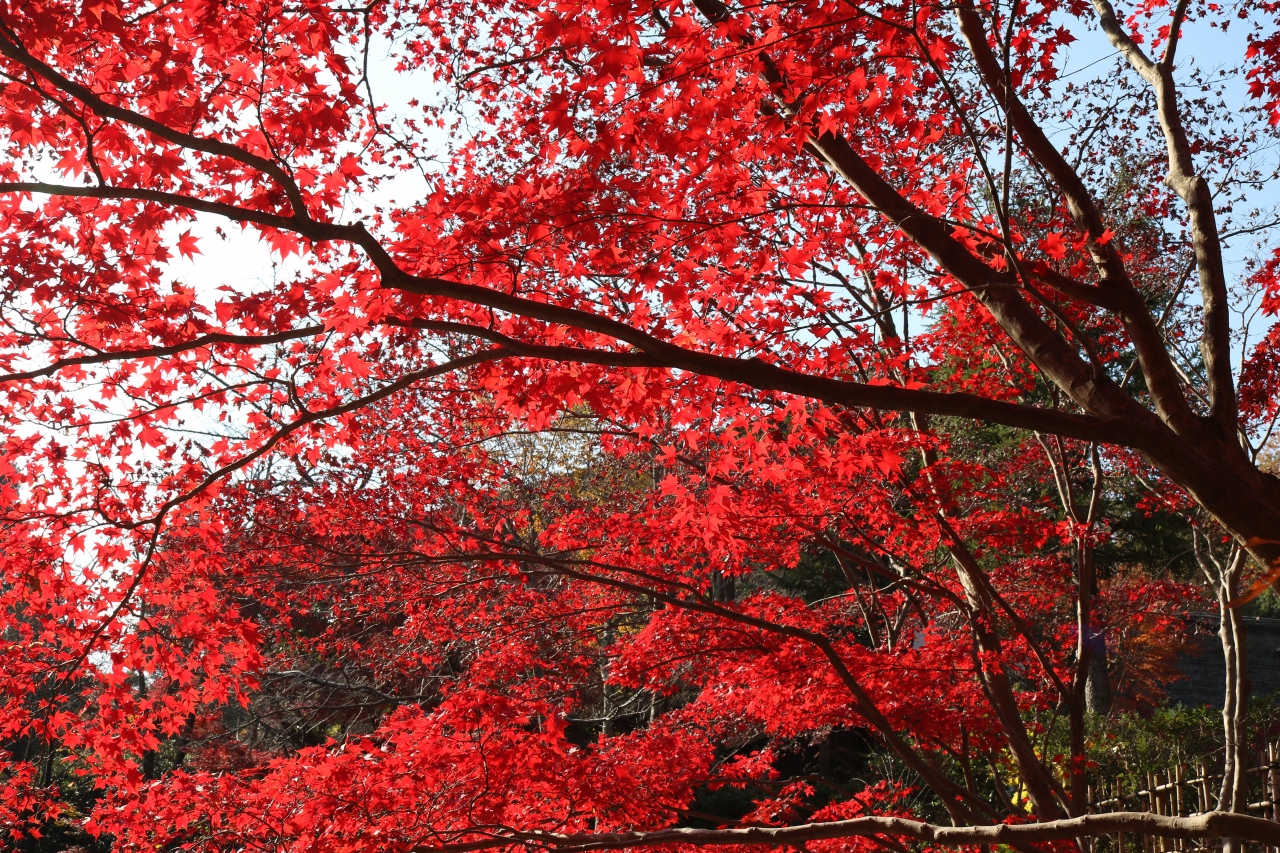 紅葉がふりそそぐ生田緑地 登戸 新百合ヶ丘 神奈川県 の旅行記 ブログ By Miyosi25さん フォートラベル