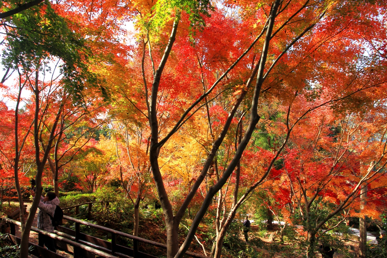 大阪府立花の文化園の紅葉 河内長野 大阪 の旅行記 ブログ By きよさん フォートラベル