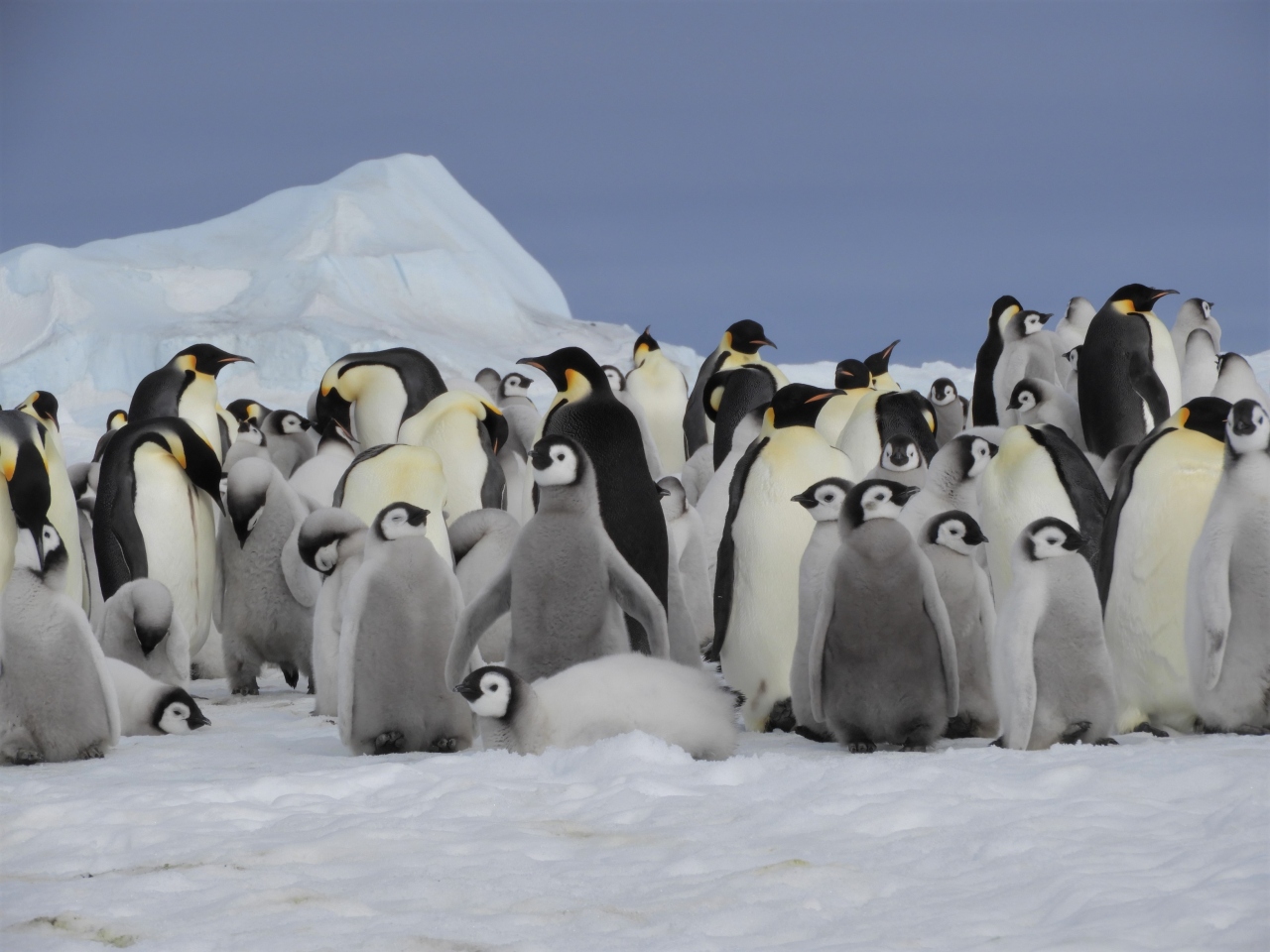 18秋 南極へ スノーヒル島 Antarctica Snowhill 未知の島スノーヒル リアル ペンギン村 パ ト の巻 南極 南極大陸 の旅行記 ブログ By オガニャン Penguin さん フォートラベル