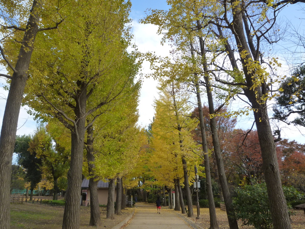 羽根木公園の黄葉 世田谷 18 11 29 東京の旅行記 ブログ By 台湾見聞録さん フォートラベル 羽根木公園の黄葉 世田谷 18 11 29 東京の旅行記 ブログ By 台湾見聞録さん フォートラベル