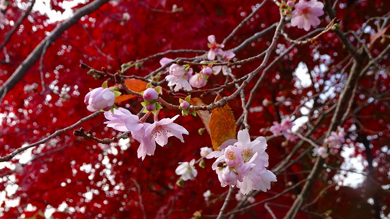 大阪池田市の紅葉 十月桜 ウォンバット ６ 池田城址公園の紅葉と十月桜 下巻 池田 大阪 の旅行記 ブログ By Hn11さん フォートラベル