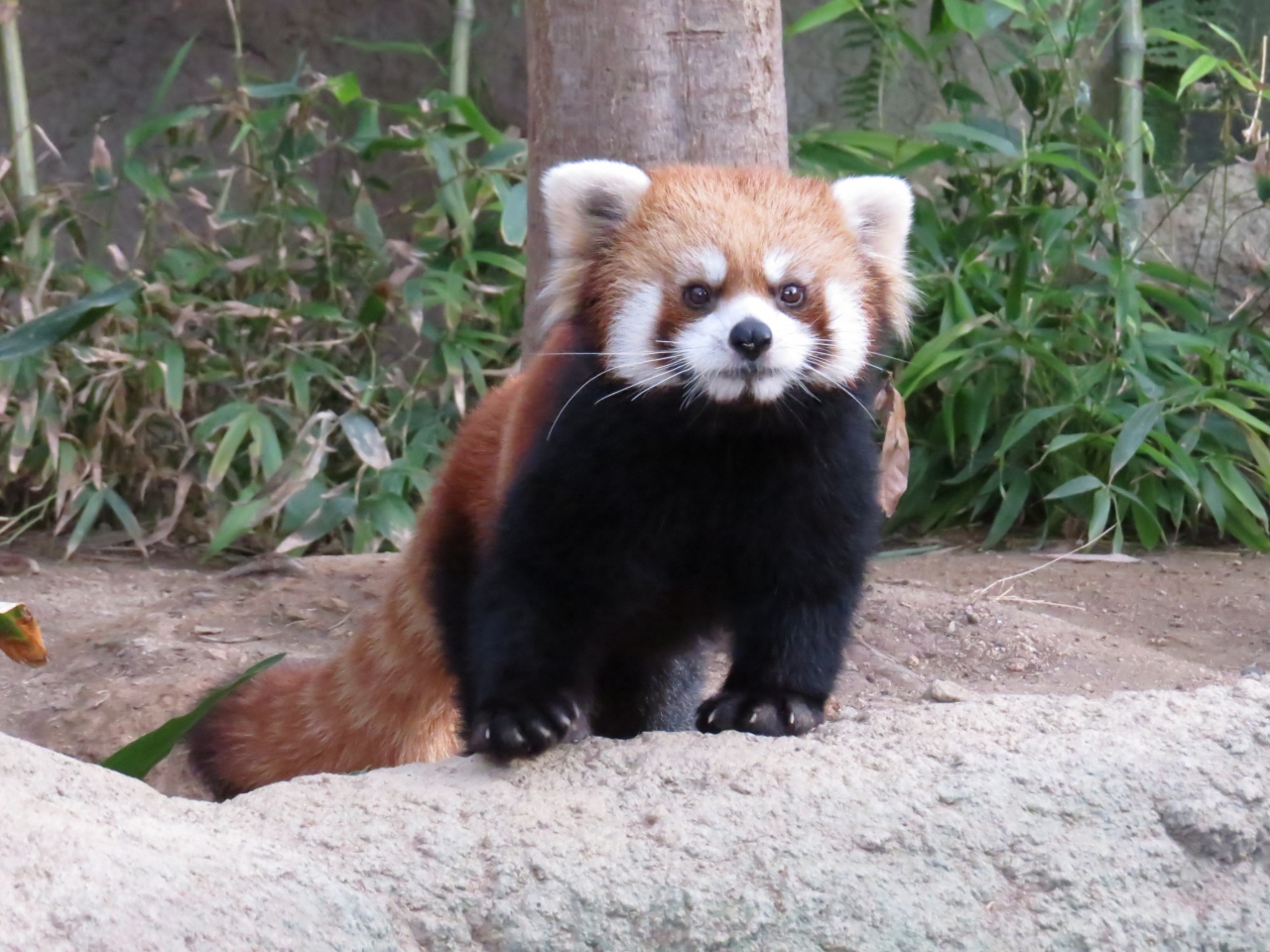 冬のレッサーパンダ紀行 2 神戸どうぶつ王国 神戸市立王子動物園 姫路市立動物園 ようこそ 神戸へ お婿入り後長らく非展示だったレモン君に会えました こべど 望外の即席リンゴタイムに大歓喜 王子 そして 休園前の姫路ズーの様子 神戸 兵庫県 の 冬のレッサーパンダ紀行 2 神戸どうぶつ王国 神戸市立王子動物園 姫路市立動物園 ようこそ 神戸へ お婿入り後長らく非展示だったレモン君に会えました こべど 望外の即席リンゴタイムに大歓喜 王子 そして 休園前の姫路ズーの様子 神戸 兵庫県 の