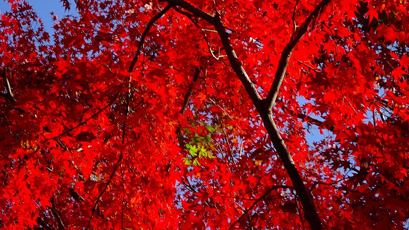 紅葉真っ只中の須磨浦離宮公園 その２ 神戸 兵庫県 の旅行記 ブログ By Hn11さん フォートラベル