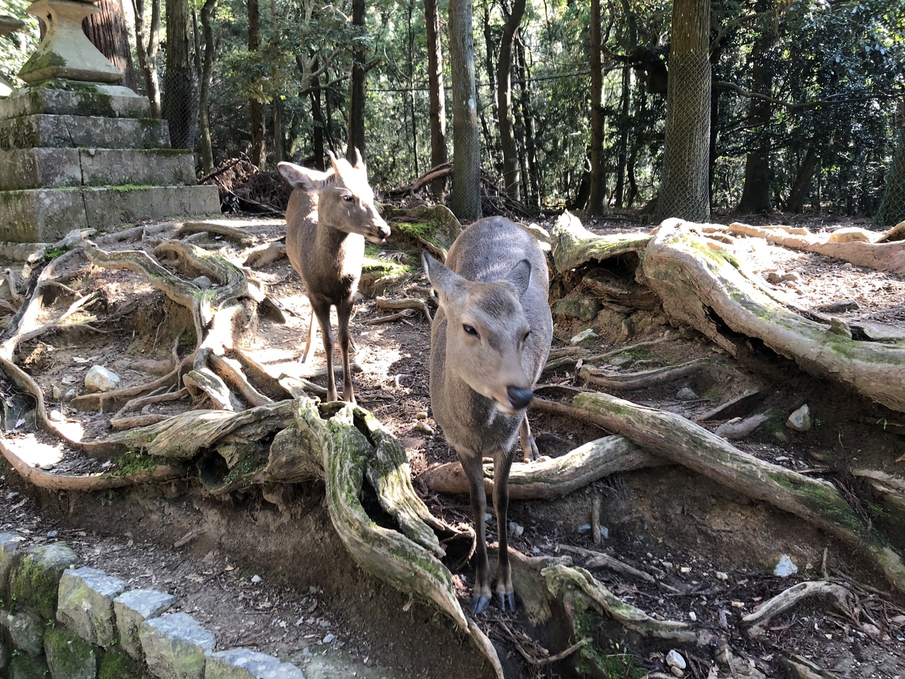 母子日帰り弾丸旅 奈良市 奈良県 の旅行記 ブログ By テテさん フォートラベル 母子日帰り弾丸旅 奈良市 奈良県 の旅行記 ブログ By テテさん フォートラベル