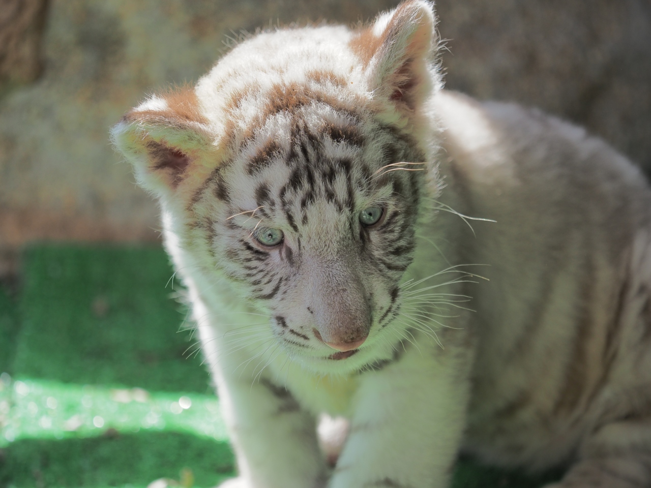 ホワイトタイガーの赤ちゃんを見に 伊豆アニマルキングダム 静岡県の旅行記 ブログ By Phoooooosanさん フォートラベル