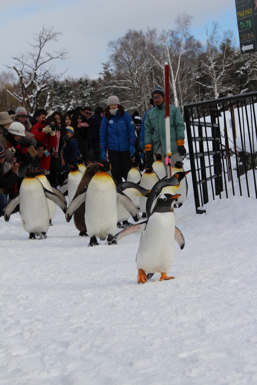 旭山動物園 ペンギンの散歩初日 旭川 北海道 の旅行記 ブログ By Kyunruna1264さん フォートラベル 旭山動物園 ペンギンの散歩初日 旭川 北海道 の旅行記 ブログ By Kyunruna1264さん フォートラベル