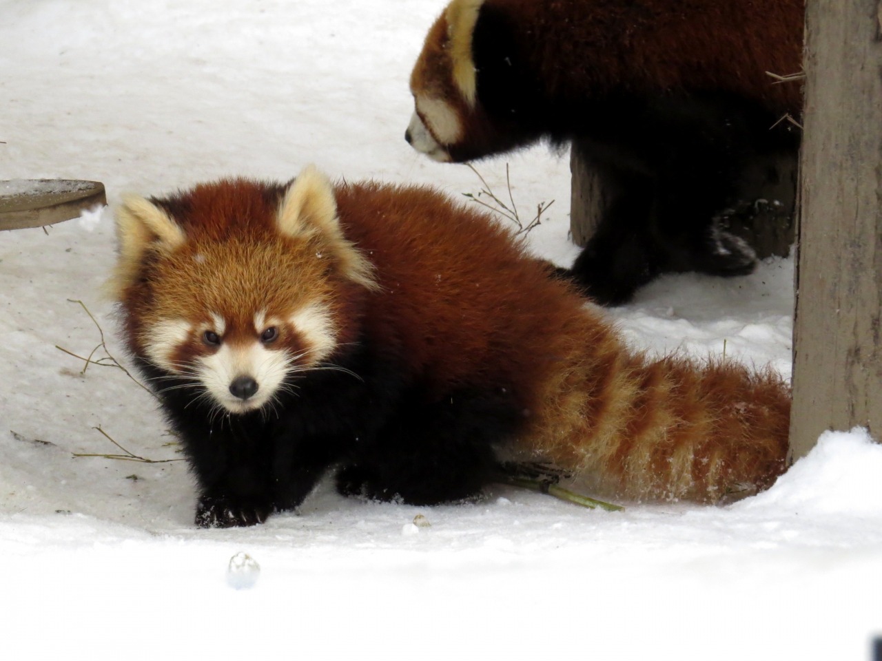 冬のレッサーパンダ紀行 ４ 旭川市旭山動物園 ３年連続で双子を育児の渝渝ちゃん 双子の姉妹は賑やかな環境ですくすく成長中です 旭川 北海道 の旅行記 ブログ By Jilllucaさん フォートラベル