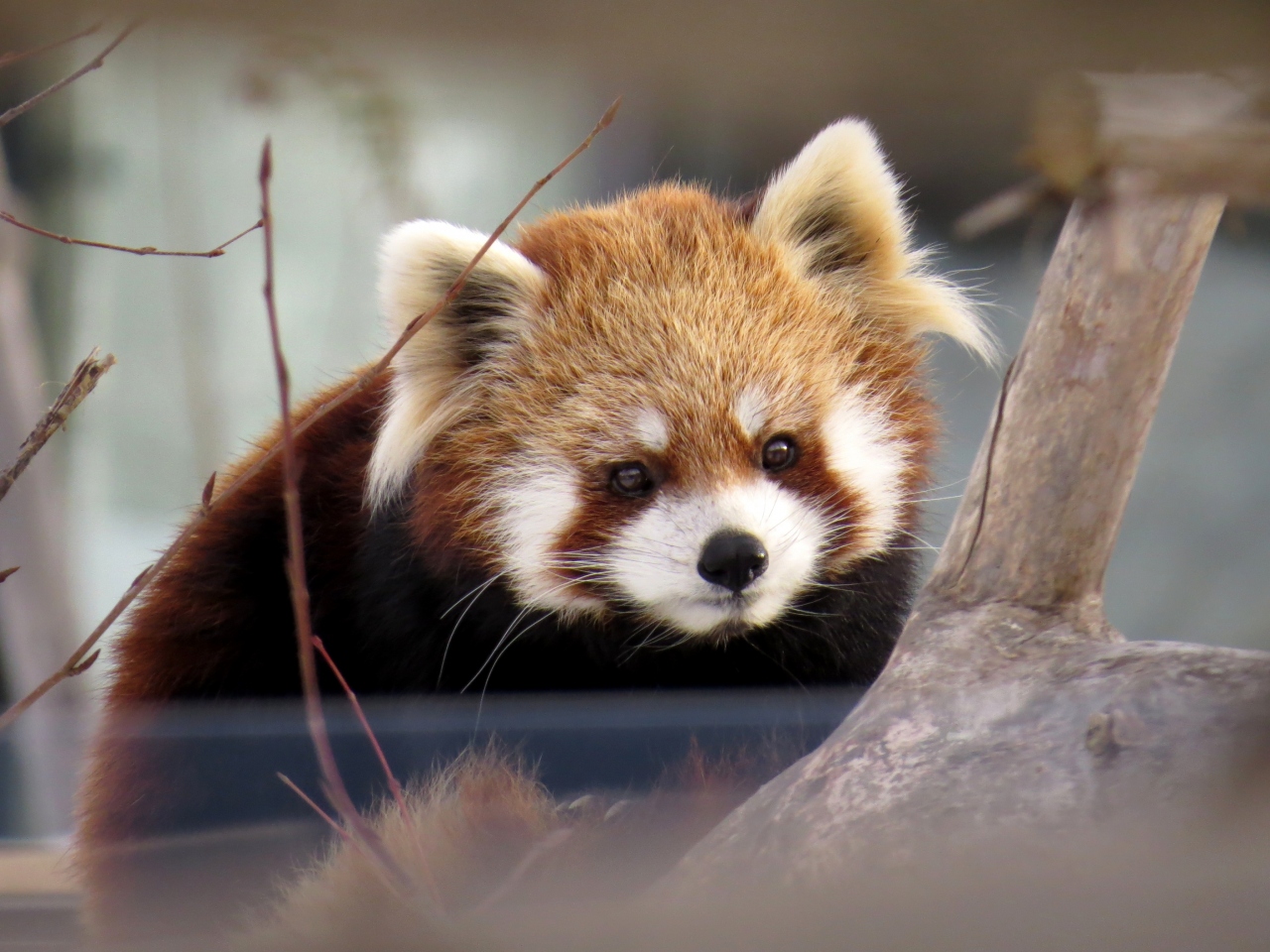 冬のレッサーパンダ紀行 5 札幌市円山動物園 イベントは特になし 普段着の冬のマルズをのんびり楽しみました 札幌 北海道 の旅行記 ブログ By Jilllucaさん フォートラベル 冬のレッサーパンダ紀行 5 札幌市円山動物園 イベントは特になし 普段着の冬のマルズをのんびり楽しみました 札幌 北海道 の旅行記 ブログ By Jilllucaさん フォートラベル