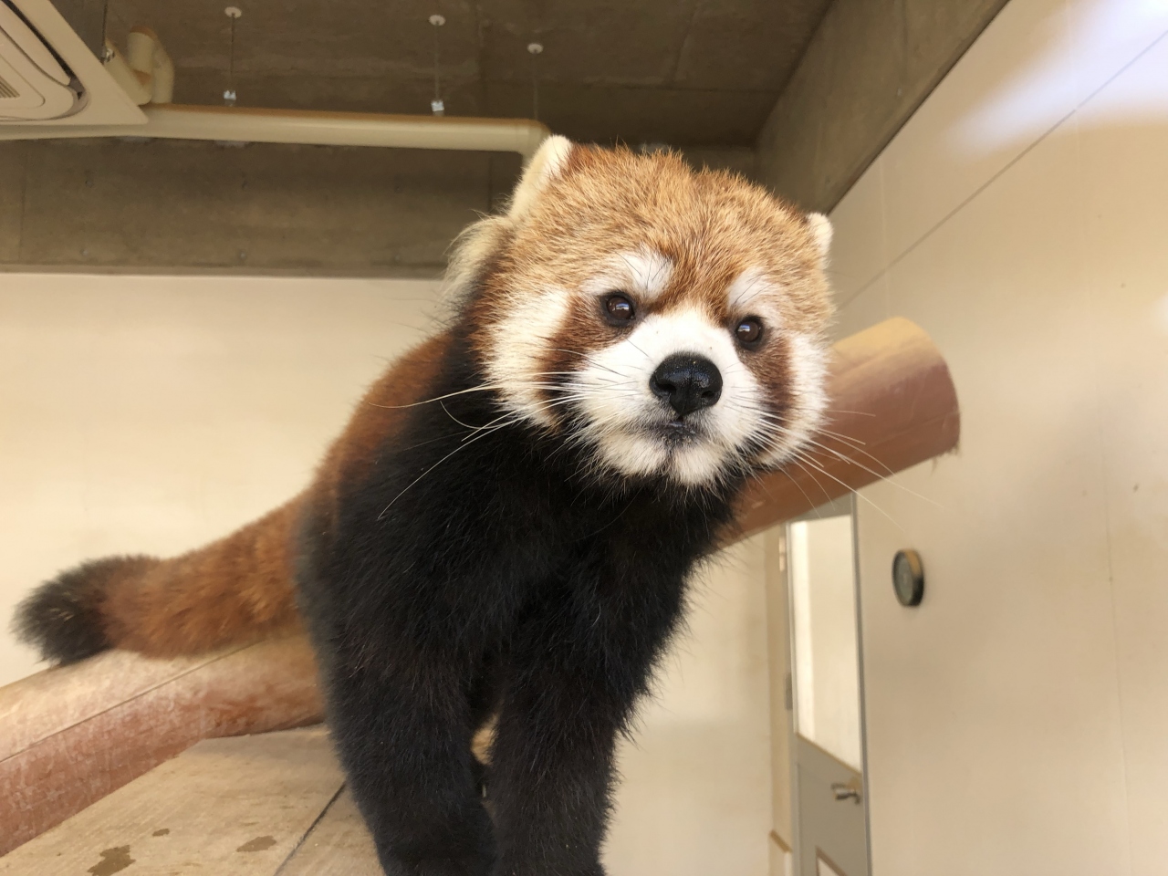 冬のレッサーパンダ紀行 ６ 福知山市動物園 京都市動物園 みさき公園 天王寺動物園 ２０１８年最終のレサパン紀行は関西地方４園を回りました 福知山 京都 の旅行記 ブログ By Jilllucaさん フォートラベル
