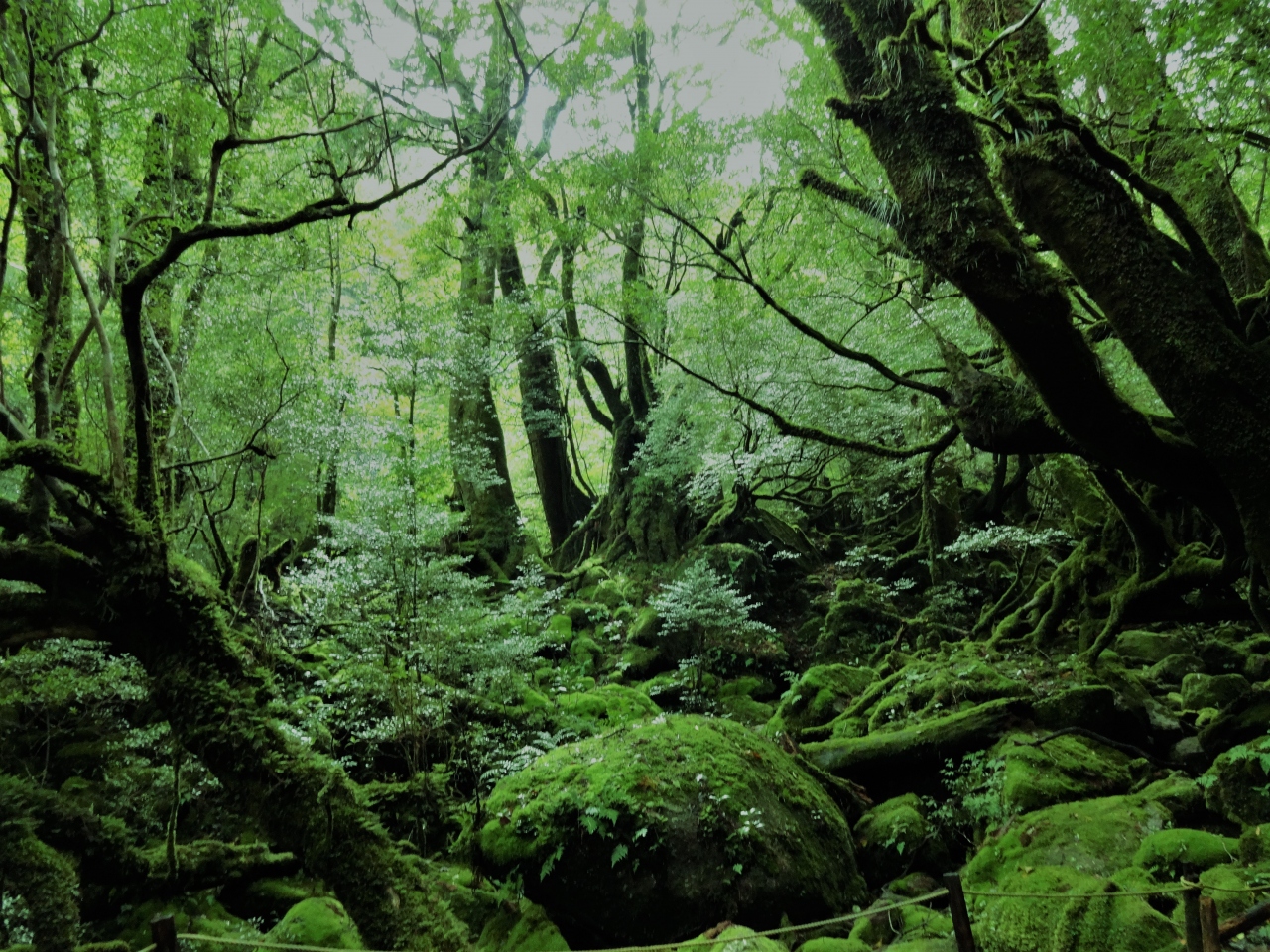 世界遺産 屋久島への旅 屋久島 鹿児島県 の旅行記 ブログ By Sadaさん フォートラベル